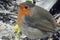 robin feasting on a ball of fat and seeds