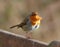 Robin with feathers ruffled by the wind