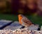 Robin feeding on Bird Table