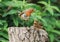 Robin feeding chick