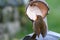 A Robin feeding from half a coconut shell.