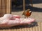 Robin feeding on hand