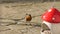 Robin feeding from Mushroom Toadstool Ceramic Bird Feeder