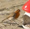 Robin feeding from Mushroom Toadstool Ceramic Bird Feeder