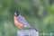 Robin on a fence post