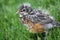 Robin Fledgling