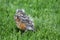 Robin Fledgling