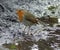 Robin on flooded path