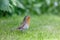 Robin in garden