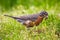 Robin garden bird with mouth full of worms