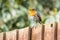 Robin on a garden fence .