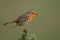 Robin on a gorse branch