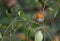 Robin with green fruit