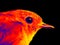 Robin infrared portrait. Scanning the animal