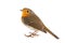 Robin isolated on a white background. European robin Erithacus rubecula