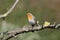 The robin with its typical orange-red color on its breast