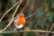 Robin at Leighton Moss RSPB bird reserve