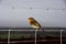 Robin at Leighton Moss RSPB bird reserve