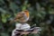 Robin on metal flower decoration with green background