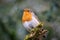 Robin on a mossy log