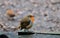 Robin on my decking.