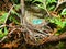 Robin nest with 2 blue eggs