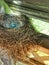 Robin nest with 2 blue eggs