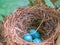 Robin Nest With Three Blue Eggs