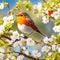 Robin perched atop a blooming hawthorn tree