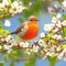 Robin perched atop a blooming hawthorn tree
