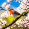 Robin perched atop a blooming hawthorn tree