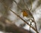 Robin perched on a branch in a woodland looking sideways