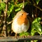 Robin perched on a gate in the sun.