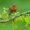 Robin perched on oak branch with fresh leaves