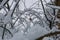 Robin perched on a small branch in the white after a snowfall