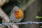 Robin perched on a wire fence