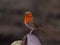 Robin perched on a wooden bench