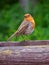 Robin Perched on a Wooden Bench