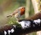 Robin perching on branch with snow and moss