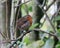 Robin perching on branch in wood