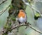 Robin perching on curved mossy branch