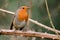 Robin perching on a thorn