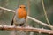 Robin perching on a thorn