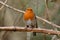 Robin perching on a thorn