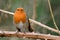 Robin perching on a thorn