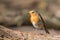 Robin posing on a tree branch in the sun