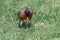 Robin pulls earthworm from ground
