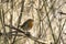 Robin readbreast sitting on a twig