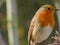 Robin Red Breast