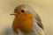 Robin Red breast close up